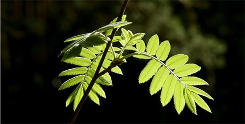 Mountain Ash Branch