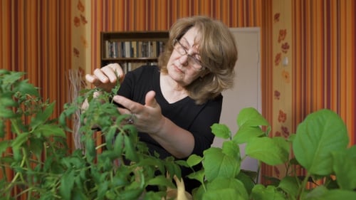 Woman tending to indoor potted plants