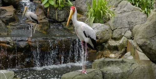Two Marabu At Rock Waterfall