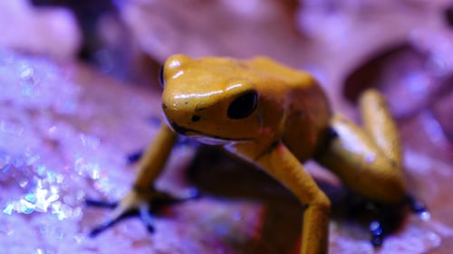 Golden Poison Arrow Frog
