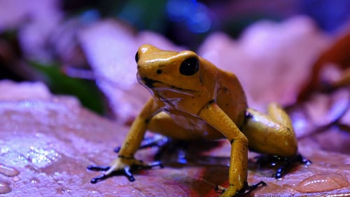 Golden Poison Dart Frog