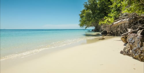 Playa salvaje con árboles y rocas