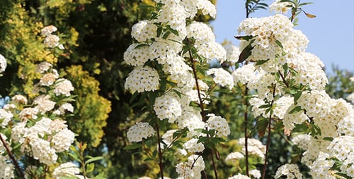 Blooming White Flowers in Sunny Natural Environment