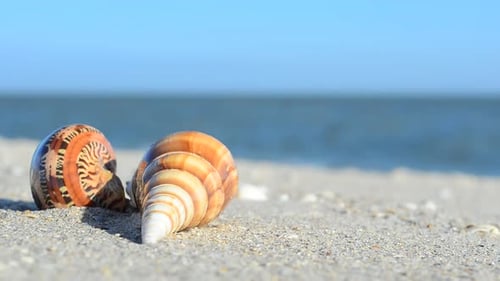 Snail Shells on a Beach in Bright Sunlight