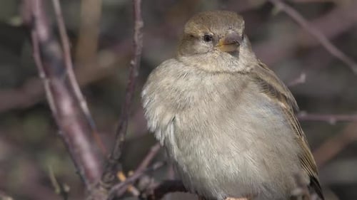 House Sparrow