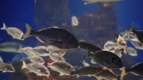 Shoal of Fish Swimming in Aquarium