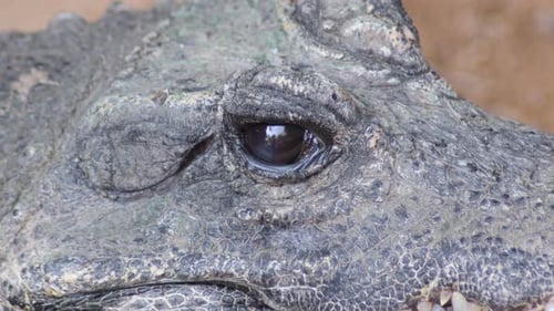 Œil fermant l'œil du crocodile nain