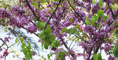 Beautiful Tree with Purple Flowers Blooming in Spring