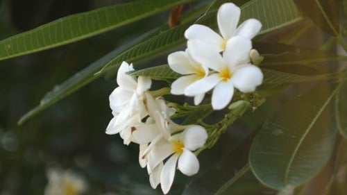 White Plumeria Flowers Blooming in a Tropical Garden