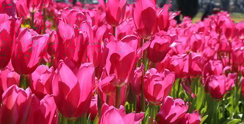 Brilliant Pink Tulips Blooming on a Sunny Day
