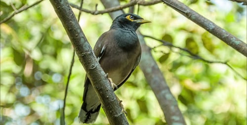 Myna Bird On Branch