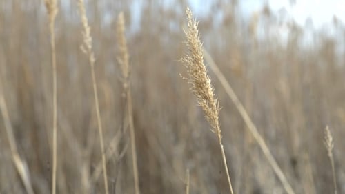Dry Reed Waving And Blowing On The Wind
