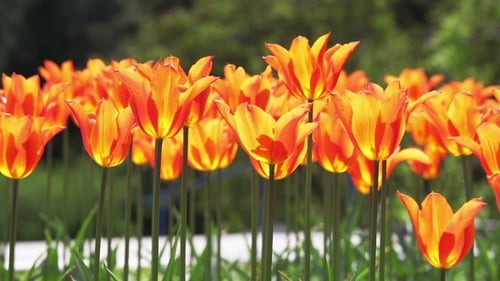 Bright Orange and Yellow Tulips Blooming in Sunlight