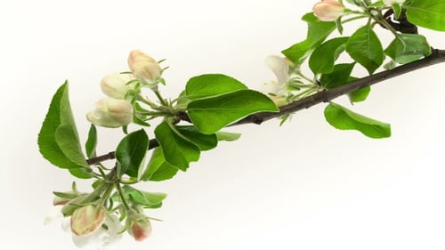 Apple Flower Blossoming