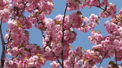 Cerisier en fleurs au printemps par une journée ensoleillée