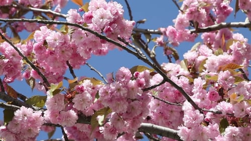 Flowering Cherry In Spring On a Sunny Day