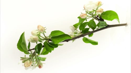 An Apple Flower Blossoming