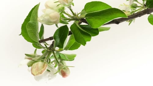 Apple Flower Blossoming