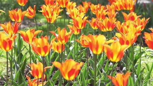 Blooming Orange and Yellow Tulips in the Sunlight