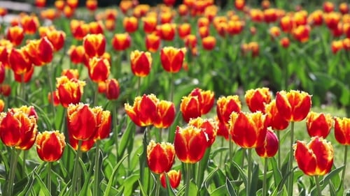 Vibrant Red and Yellow Tulips Blooming in Sunlight