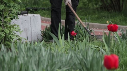 Gardener Working With a Hoe In The Park With Tulips