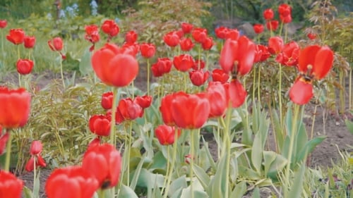 Blumen Tulpen im Park