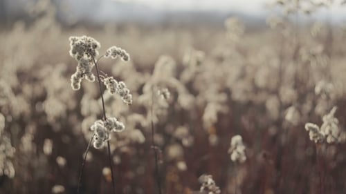 Neutral Weeds Swaying in a Rural Field