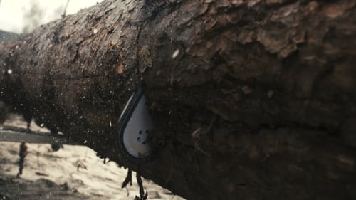 Chainsaw Cutting Tree Trunk, Close Up