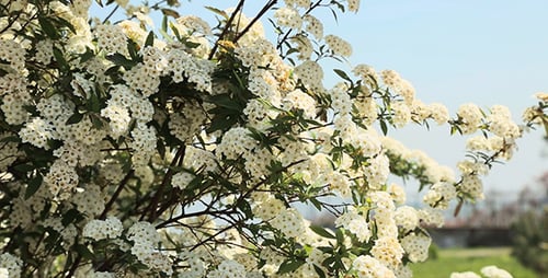 White Flowers