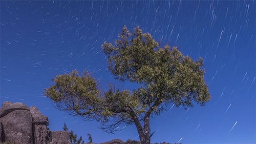 Night Sky Star Trails Around a Tree