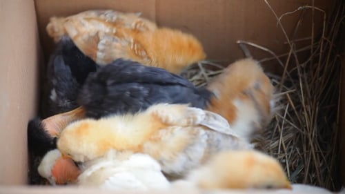 Lots Of Little Chicks In a Box.