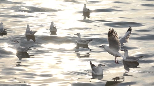 Seagulls Resting Calmly on Glittering Water at Sunset