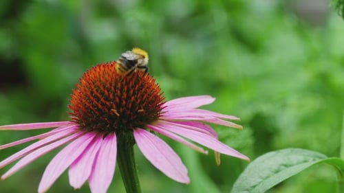 Bumblebee Collecting Pollen from a Pink Coneflower