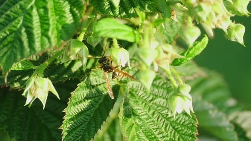 Common Wasp ( Vespula Vulgaris)