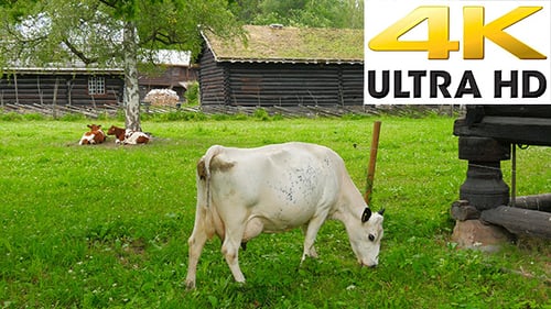 Norwagian Village Farm, Near Oslo, Norway