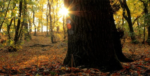 Autumn Forest