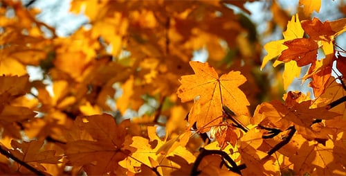 Autumn Foliage