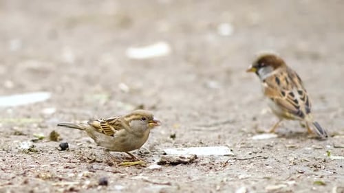 Gray little sparrow bird jumping and looking for food on farm yard.