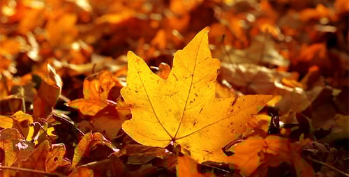 Golden Maple Leaf among Fallen Autumn Leaves