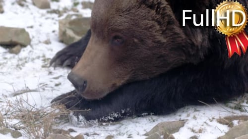 Brown Bear in Forest Liking Snow