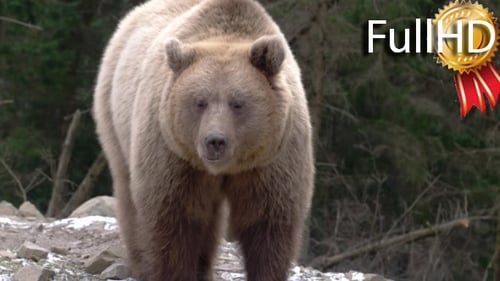 Brown Bear, Eating, Playing, Sitting, Looking,
