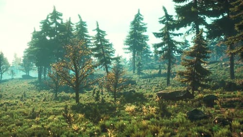 Pine Trees Fofest on High Green Mountains