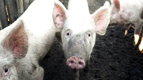 Pigs on a Farm in Rural Setting