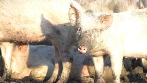 Pink Pigs Eating Together in Muddy Rural Area
