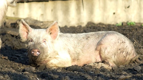 Lazy Pig Resting in Muddy Field