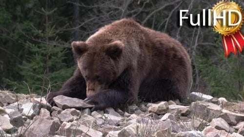 Brown Bear Resting on Rocks in a Forest