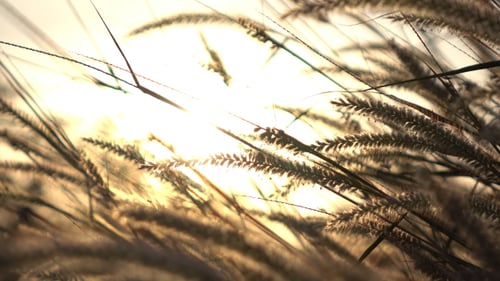 Tall Grasses Blowing in Wind at Sunset