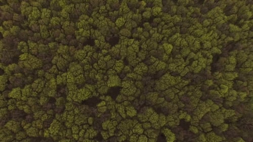 Thick Spring Forest