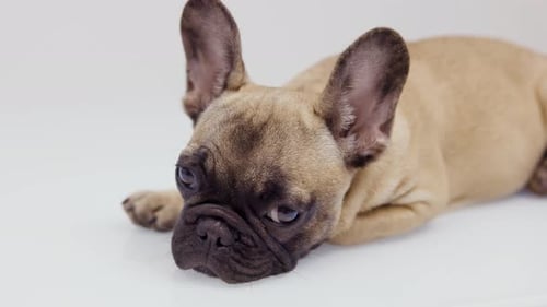 Fawn French Bulldog Lying Down Close Up