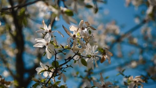 White Tree Flowers Blooming in Springtime